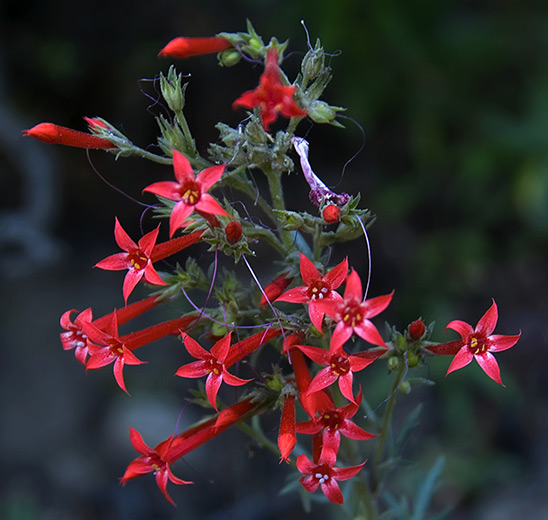 red sky rocket flower